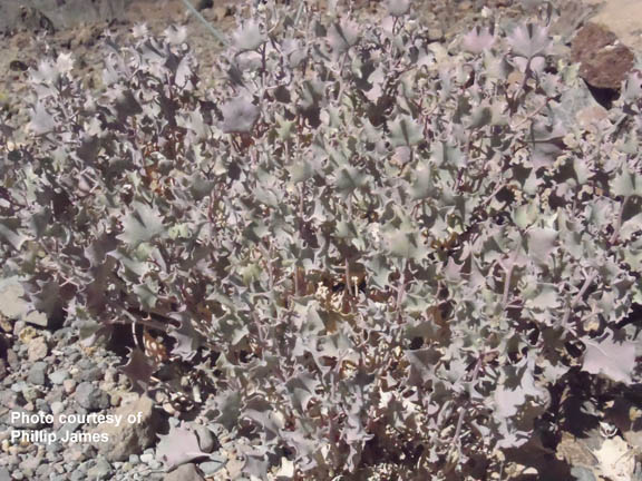 Atriplex hymenelytra